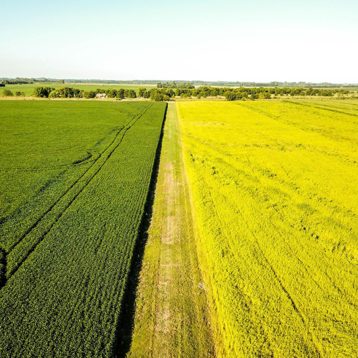 fields of crops