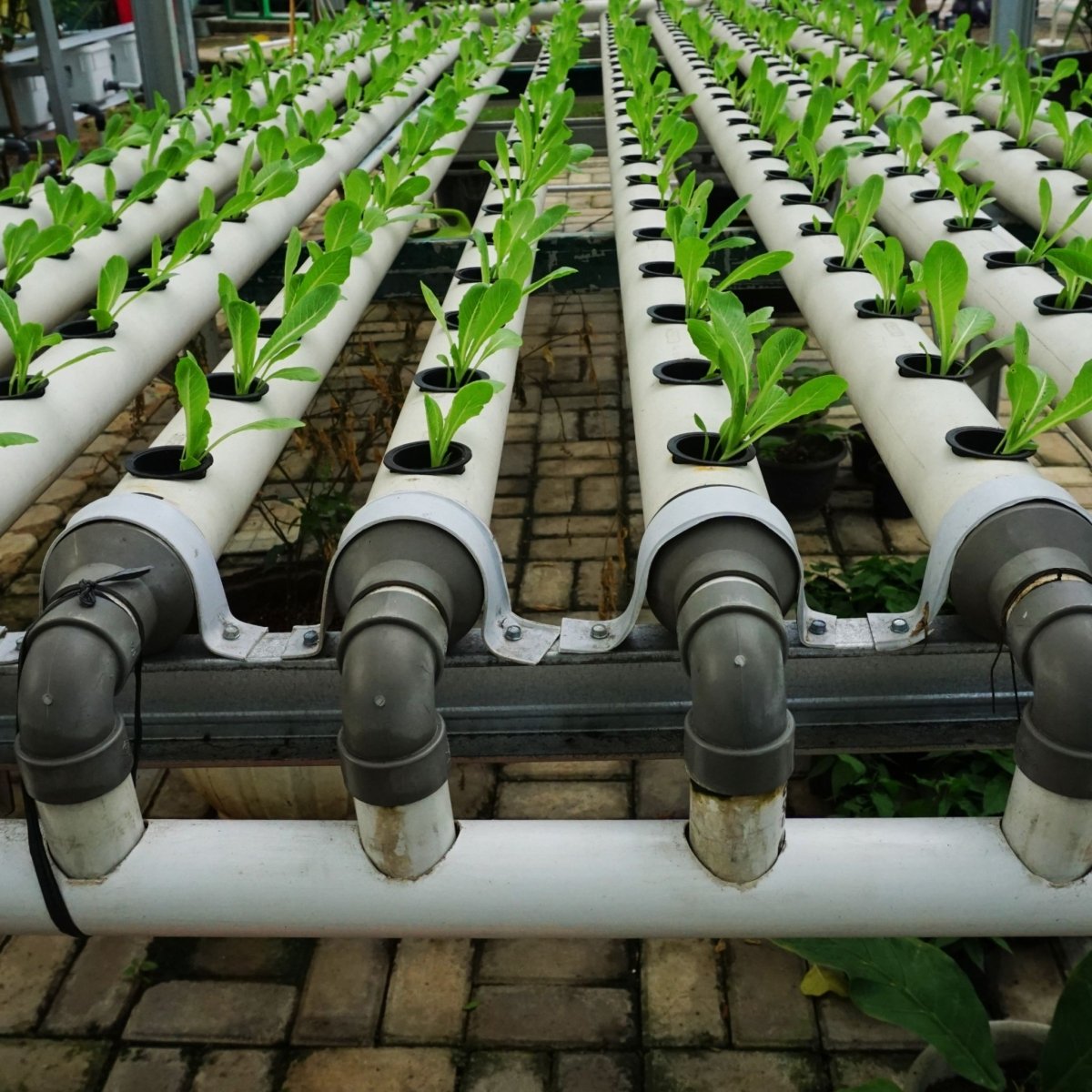 hydroponics farm