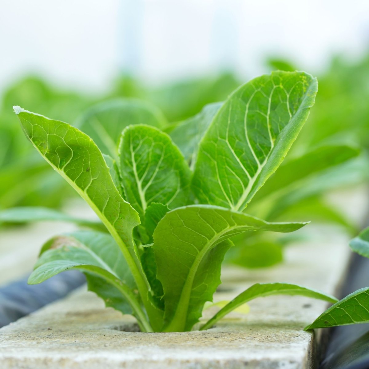 hydroponics lettuce